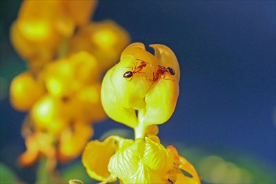 大阪市で害虫駆除をお考えならスズメバチやヒアリの駆除も行う【ベクトル】へ！安全のためにも専門業者への依頼がおすすめ