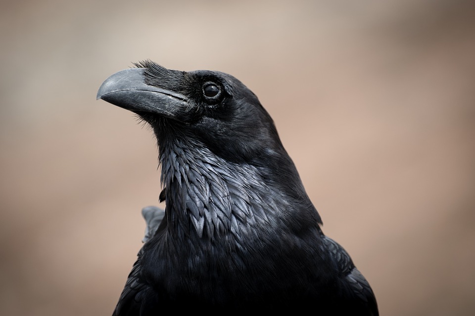 大阪で鳥害対策をするなら綿密な調査が可能な【ベクトル】で！高い知能のカラスに対しては専門家の知識と経験が重要