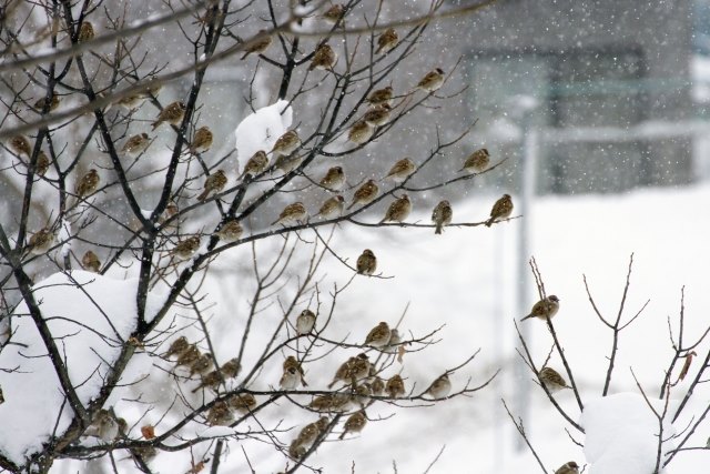 大阪で鳥害対策にお悩みなら【ベクトル】へ！丁寧な調査に基づく鳩やスズメ、ムクドリへの対策を