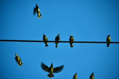 大阪で鳥害対策をするなら状況に応じたプランが提案できる【ベクトル】へ！鳥害により病原菌を媒介することも